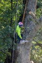 Arborist tree cutter actively cutting large tree chainsaw ropes sawdust summer morning