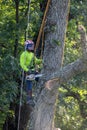 Arborist tree cutter actively cutting large tree chainsaw ropes sawdust summer morning