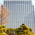 An arborist, tree surgeon, at work on top of a tree in Tokyo Japan. Royalty Free Stock Photo