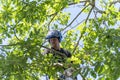 Arborist in a trees canopy Royalty Free Stock Photo