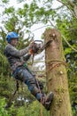 Arborist using a chainsaw up a tall tree