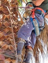 Arborist from waste down climbed up palm with chainsaw to trim excess fronds