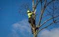 Arborist wearing ropes and harness trims tall birch tree Royalty Free Stock Photo