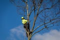 Arborist wearing ropes and harness trims tall birch tree Royalty Free Stock Photo