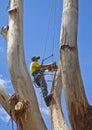 Arborist at work felling large tree 2 Royalty Free Stock Photo