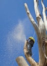 Arborist at work felling large tree Royalty Free Stock Photo