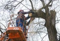 Arborists cut branches of a tree with chainsaw using truck-mounted lift. Kiev, Ukraine