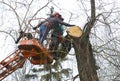 Arborists cut branches of a tree with chainsaw using truck-mounted lift. Kiev, Ukraine