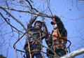 Arborists cut branches of a tree using truck-mounted lift