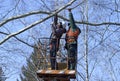 Arborists cut branches of a tree using truck-mounted lift