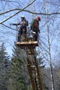 Arborists cut branches of a tree using truck-mounted lift