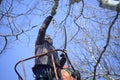 Arborists cut branches of a tree using truck-mounted lift