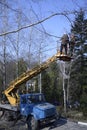 Arborists cut branches of a tree using truck-mounted lift