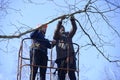 Arborists cut branches of a tree using truck-mounted lift