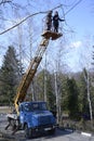 Arborists cut branches of a tree using truck-mounted lift