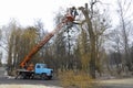 Arborists cut branches of a tree using truck-mounted lift