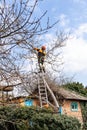 arborists cutting old walnut tree in country yard