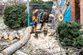 arborists sawing old walnut tree in backyard