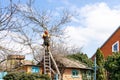 arborists sawing old walnut tree in country yard Royalty Free Stock Photo