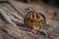 Arborophila rufogularis (rufous-throated partridge) Royalty Free Stock Photo