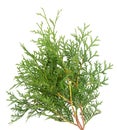 Arborvitae branch, isolated on white background. Green thuja sprig. Royalty Free Stock Photo