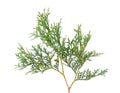 Arborvitae branch, isolated on white background. Green thuja sprig. Royalty Free Stock Photo