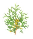 Arborvitae branch, isolated on white background. Green thuja sprig. Royalty Free Stock Photo