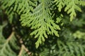 Arborvitae Compacta Royalty Free Stock Photo