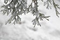 Arborvitae branches covered with snow,