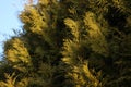 Arborvitae branches in the sun. evergreen, landscaping, protection of nature. Screensaver, background, Flatley, copyspace