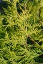 Arborvitae Golden Globe Royalty Free Stock Photo
