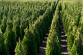 Arborvitae. Goldstrike Cedar. Nursery for many green Thuja in nature. Royalty Free Stock Photo