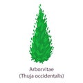 Arborvitae icon, flat style