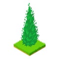 Arborvitae icon, isometric style