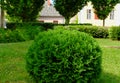 Arborvitae sphere shaped conifer small shrub in formal garden