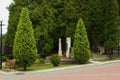 Arborvitae trees