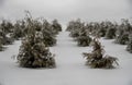 Arborvitaes in the snow Royalty Free Stock Photo