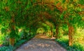 Beautiful arbor in the Alowyn garden, Victoria, Australia Royalty Free Stock Photo