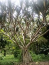 Arbre, Jardin Botanique de Kisantu Royalty Free Stock Photo