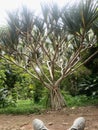Arbre, Jardin Botanique de Kisantu Royalty Free Stock Photo