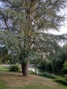 Arbre solitaire