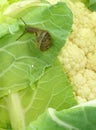 Arbustorum on cauliflower Royalty Free Stock Photo