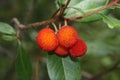 Arbutus