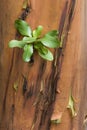 Arbutus Bark