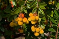 Arbutus branches Royalty Free Stock Photo