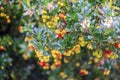Arbutus fruits and flowers on the tree