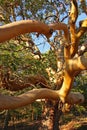 Arbutus tree Royalty Free Stock Photo