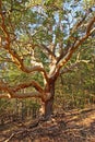 Arbutus tree