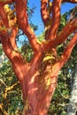 Arbutus Tree with Peeling Bark in Summer, East Sooke Wilderness Park, Vancouver Island, British Columbia, Canada
