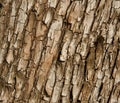 Arbutus Tree Bark Royalty Free Stock Photo